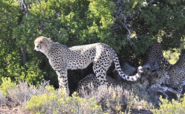 Mother Gepard keeping watch while cubs are eating a Spring Buck