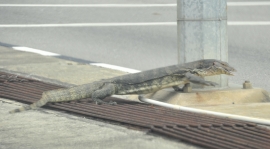 En stor Iguano krysset veien midt i trafikken