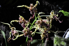 Fantastiske orkideer
