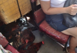 Eli på vei til byen sammen med høns på bussen