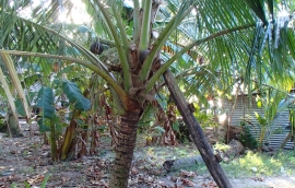 Kokosnøtten oppe i bildet samler saften som blir til Tuba
