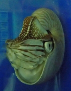 Nautilus, et svømmende skjell