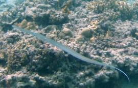 Needle fish sett fra vårt kamera når vi snorkler