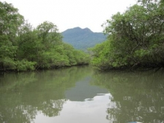 Tett Mangroveskog på begge sider av elven