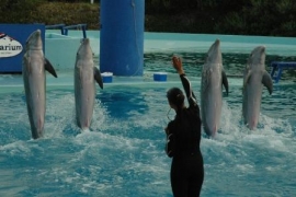 mdp-delfiner