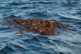 Kelp, tare som er revet løs fra bunnen