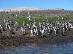 Det bor også pingvinger i Puerto Deseado
