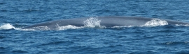 Store hval på Ancud fjorden