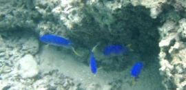 Blå fisk på revet