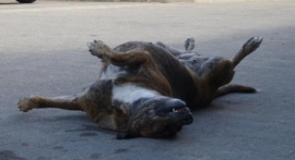 Hund som slapper av midt i gata