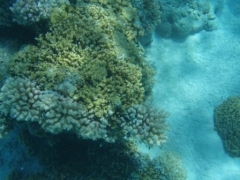 Levende koraller