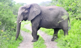 Nærkontakt med elefant