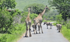Giraff og Zebra - bryr seg lite om oss