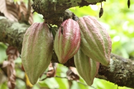 Kakao bønner 