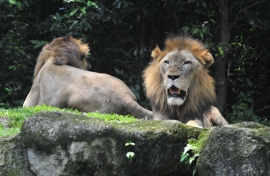 Dyrenes konge i Zoo