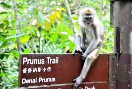 Ape i Parken