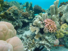 Her var det utrolig flotte koraller